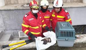 Trei pui de pisică, salvați dintr-o groapă adâncă de pompierii suceveni (VIDEO)