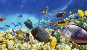 Ați auzit vreodată cum cântă peștii? Ascultaţi corurile de la Marea Barieră australiană (AUDIO)