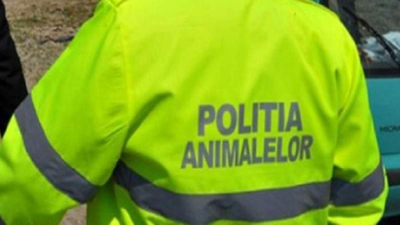 Suspect reținut în cazul câinelui Rottweiler găsit în luna mai spânzurat de un copac, într-o pădure din Bihor