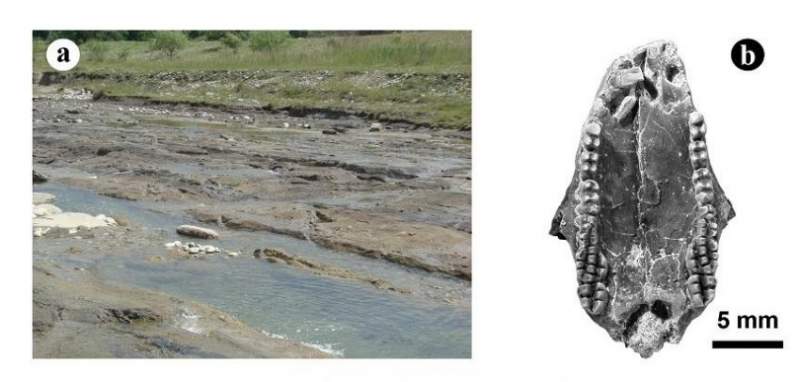 Fragmente de la un mamifer vechi de 70 de milioane de ani, descoperite de cercetătorii din Cluj: numele lui este Kogaionon radulescui