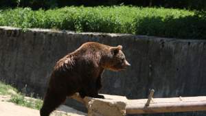 Femeie atacată de urs în Petrila: populația, atenționată prin RO-ALERT