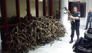 Ceh prins cu 680 de perechi de coarne de cerb pe care încerca să le scoată din țară fără documente