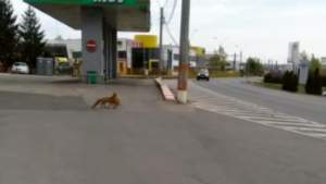 E pe bune! Vulpe surprinsă de un echipaj de poliție în timp ce fura o găină: a scăpat la limită (VIDEO)