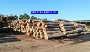 Suspecți de evaziune fiscală: zeci de percheziții la firme care au achiziționat material lemnos de la un ocol silvic din Olt