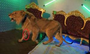 Manelistul Dani Mocanu, acuzat că a folosit într-un videoclip un leu subnutrit și plin de răni. Poliția a deschis dosar penal (VIDEO)