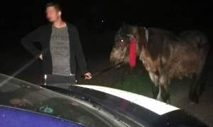 Un tânăr din Botoșani a furat un cal din bătătura unui bătrân, iar la plecare a dat nas în nas cu polițiștii