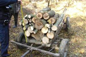 Tineri din Țibana, reținuți pentru furt de lemne