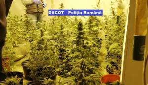 Cultură de cannabis și mai multe arme neletale, găsite la un traficant de droguri din Brașov