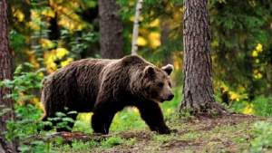 Tragedie: Cioban ucis de urs într-o pădure din Mureș