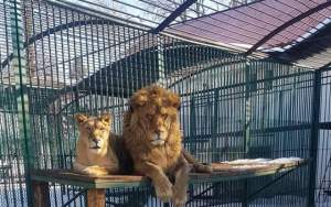 Georgiana și Simba, leii evadați de la ZOO Rădăuți, au fost prinși