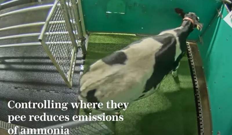 O echipă de cercetători spune că a învățat vacile să meargă la toaletă pentru a reduce emisiile de gaze cu efect de seră (VIDEO)