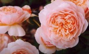 Cum arată perfecțiunea! Juliet Rose – una dintre cele mai luxoase și mai scumpe flori din lume (VIDEO)