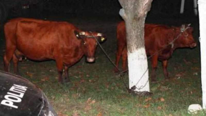 Au furat două vaci și, în câteva ore, le-au și vândut: unul dintre hoți a fost reținut de polițiștii ieșeni