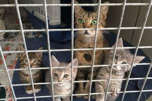Casa groazei. Peste o sută de pisici găsite moarte în congelatorul și grădina unei case din sudul Franței (VIDEO)