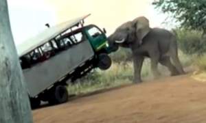 Imagini șocante într-un safari din Africa. O femeie a murit după ce a fost atacată de un elefant (VIDEO)