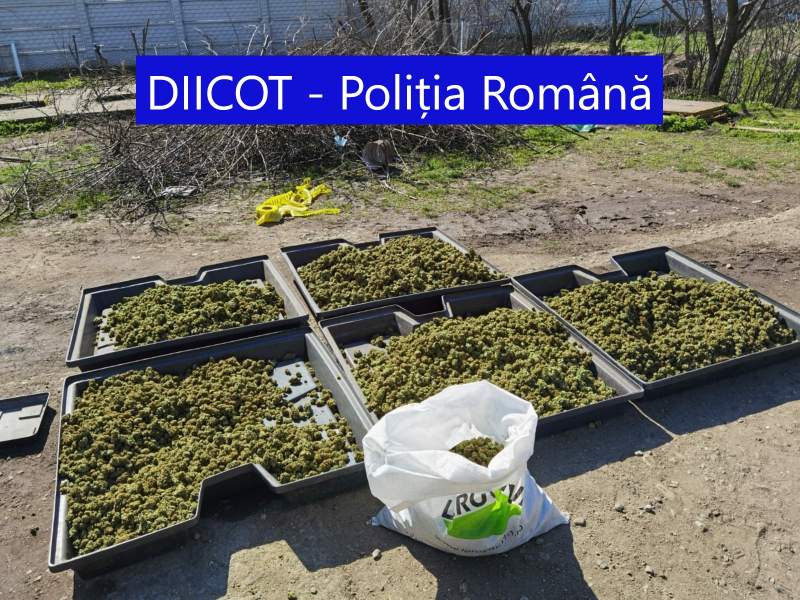 Cultură uriașă de cannabis, descoperită într-o comună de lângă Craiova: doi spanioli, reținuți de DIICOT (VIDEO)