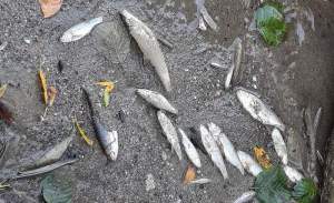 Dezastru ecologic pe Jiu: sute de pești morți, pe malurile râului. Apele Române au prelevat probe