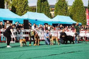 ,,PET EVENT” te așteaptă în parcul Palas cu ateliere tematice, demonstrații de dresaj canin și multe alte surprize