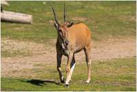 Român ucis de o antilopă într-un parc din Suedia. Animalul l-a împuns de mai multe ori cu coarnele
