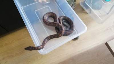 Clujean prins în flagrant în timp ce fura mai multe reptile dintr-un vivariu, inclusiv un șarpe boa