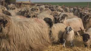 Hoți de animale, reținuți de polițiștii ieșeni: și-au făcut o stână de oi numai din furat