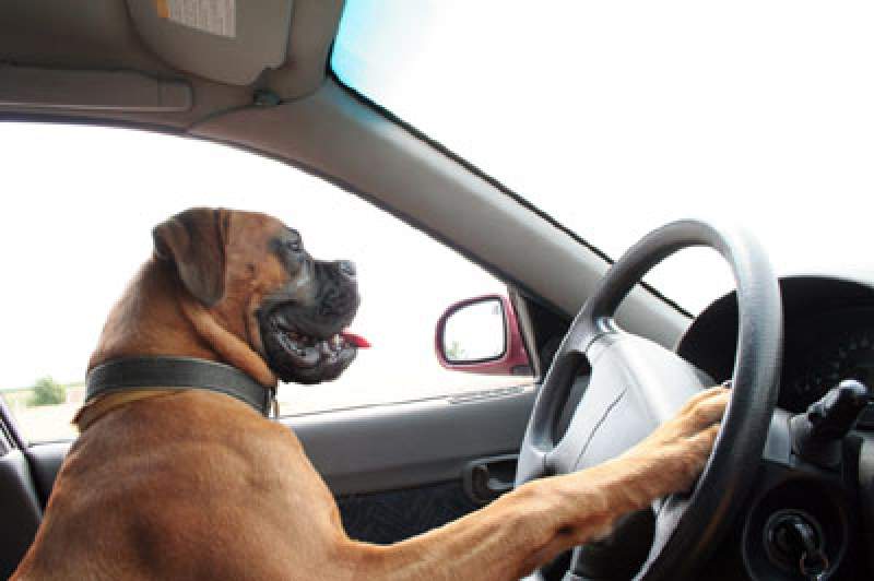 Made in USA: Un șofer beat care conducea cu viteză a încercat să facă schimb de locuri cu câinele său ca să evite arestarea