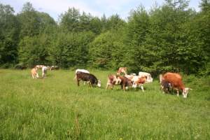 Doi hoți din Botoșani, reținuți după ce au furat 14 animale lăsate la păscut pe câmp