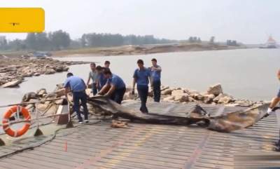 „Monstru marin” surprins lângă Barajul celor Trei Defileuri din China: avea pe puțin 20 de metri lungime (VIDEO)