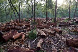 Costel Alexe: În România, se taie neautorizat aproximativ 38,6 milioane m.c. de lemn. Fosta conducere a Ministerului a mușamalizat datele