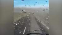 Imagini apocaliptice în Rusia: invazia lăcustelor. Autoritățile au decretat stare de urgență (VIDEO)
