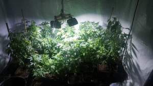 Culturi de cannabis indoor, descoperit în Dolj: un bărbat a fost arestat