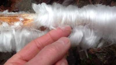 Fenomen unic: „Părul de gheață” care se formează în pădurile din Irlanda (VIDEO)