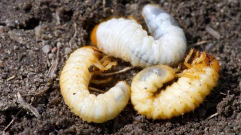 Larva gândacului de bălegar, autorizată ca hrană de Comisia Europeană