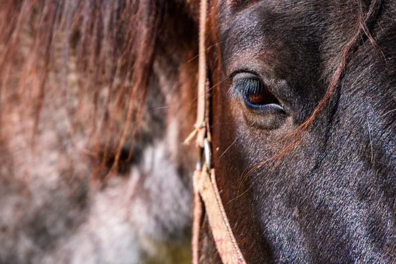 O adevărată mafie a cărnii de cal, la Brașov. Marfa ajungea pe piața din Italia (VIDEO)