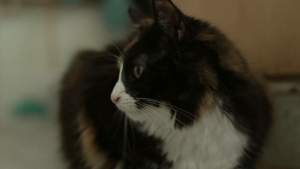 Eroina anului: O pisică din Marea Britanie și-a salvat stăpâna, care suferă de diabet
