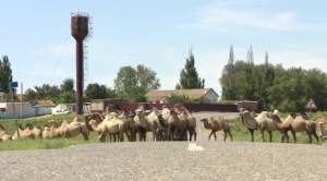 Invazie de cămile într-un sat din... Rusia