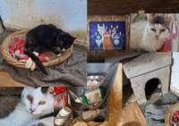 Căsuța Pisicească – purgatoriul animalelor. 200 de pisici trag să moară într-un adăpost „horror”, unde ar fi trebuit salvate