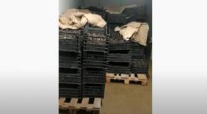 1.200 kg de trufe negre în valoare de 600.000 de lei, găsite în dubița unui italian oprit în trafic de polițiștii nemțeni (VIDEO)