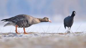 Iarnă liniștită pentru două specii de păsări din România: judecătorii au interzis vânarea lor în acest sezon
