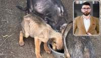 Veterinarul se umple de bani la Padocul Miroslava, câinii mor de foame, în boli și mizerie. Imagini cumplite (VIDEO)