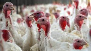 Comisia Europeană avertizează: Au fost livrate României produse de la fermele de curcani din zona unde este focar de gripă aviară în Ungaria