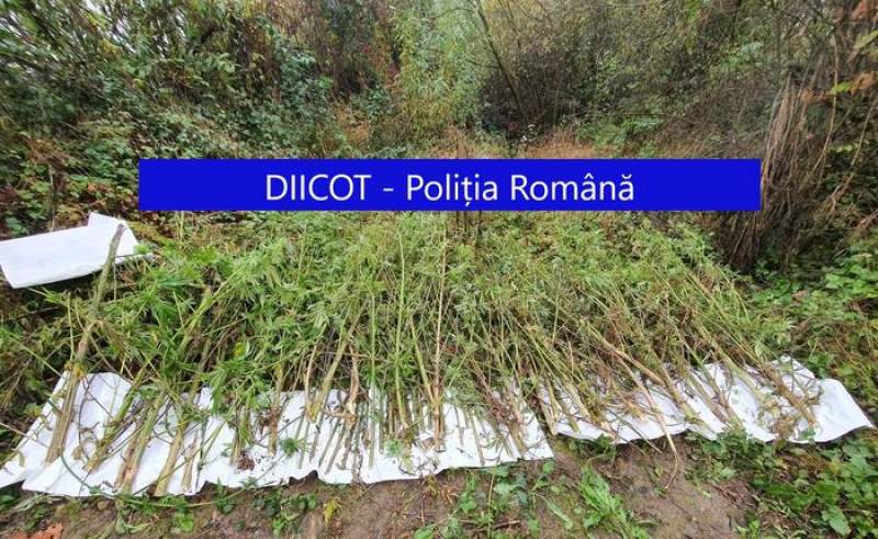 142 kilograme de cannabis descoperite în timpul unor perchezitii efectuate de procurorii DIICOT Cluj: patru persoane, reținute (VIDEO)
