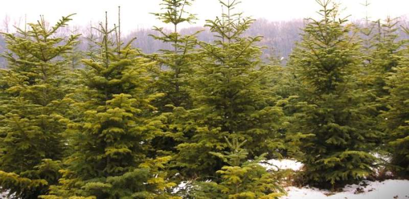 Romsilva pune la vânzare peste 20.000 de pomi de Crăciun în sezonul sărbătorilor de iarnă