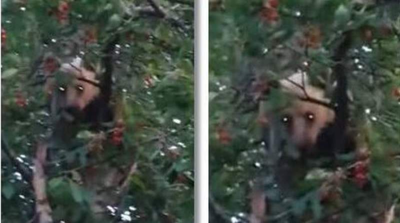 Urs prins „la furat” de cireșe într-un sat din Vrancea (VIDEO)