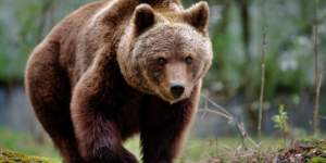 Avertizare prin RO-ALERT: doi bărbați au fost atacați de urs, în Argeș