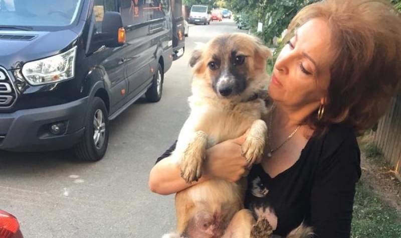 OCCIDENTALII NE VOR MAIDANEZII. De anul trecut, sute de câini din Pașcani latră în franceză