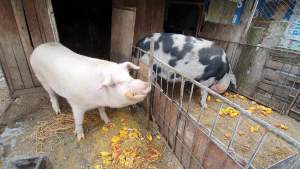 ANSVSA s-a răzgândit: Sacrificarea și comercializarea porcilor din gospodării nu va fi interzisă