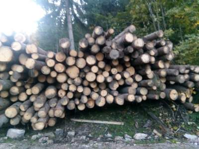 Percheziții în Prahova, într-un dosar de furt de lemne: 9 persoane vor fi duse la audieri