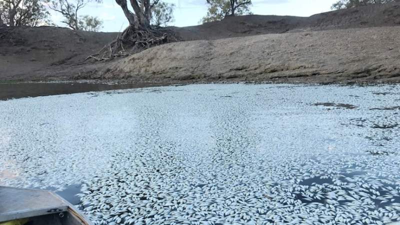 Imagini apocaliptice în al doilea cel mai mare râu ca lungime din Australia. Sute de mii de pești au murit brusc