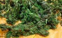 Agricultură „alternativă”: plantație de cannabis descoperită în curtea unei familii din Tomești